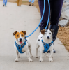 3 Dog Walking and Training Detachable Leash