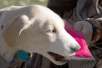 Active-Fetch Nylon Training Floatation Dog Toy