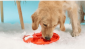 Smart Dog Interactive Training Puzzle