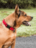Pet Life 'Aero Mesh' Breathable Adjustable Mesh Dog Collar