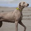 Pet Life 'Advent' Outdoor Series Reflective 2-in-1 Dog Leash and Collar