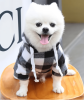 Black and White Plaid Sweatshirt Dog with Zipper Pocket