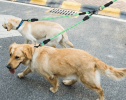 Tangle-Free Double Dog Reflective Leash