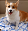 Soft and Fluffy Dog and Cat Blankets - 2 pack