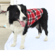 Plaid Jacket for Large Dogs