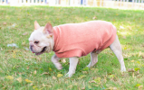 Simple Pullover Sweaters for Hairless Cats