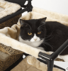 Feline Tower Playground
