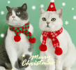 Warm & Wooly Feline Scarf