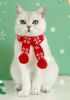 Warm & Wooly Feline Scarf