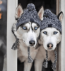 Fluffy Warm Knitted Polar Pom Hat for Dogs