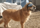 German Shepherd Goggles